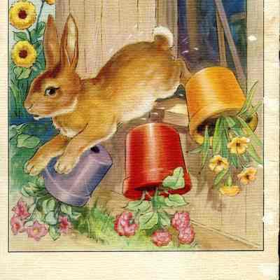 Peter Rabbit Back Cover