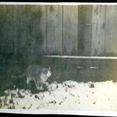 unidentified cat (ARC499-21)