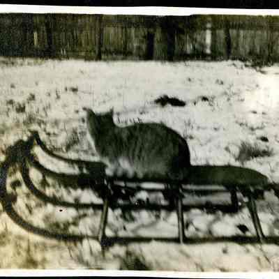 unidentified cat on sled (ARC499-23)