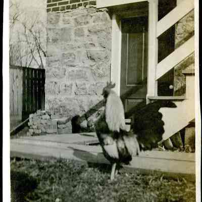 chicken (ARC499-24)