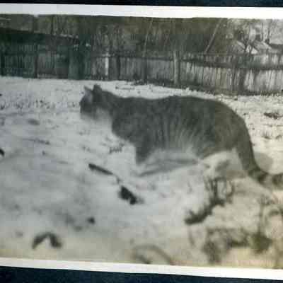 unidentified cat (ARC499-26)