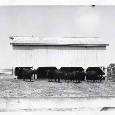 Cattle on Gap View Farm