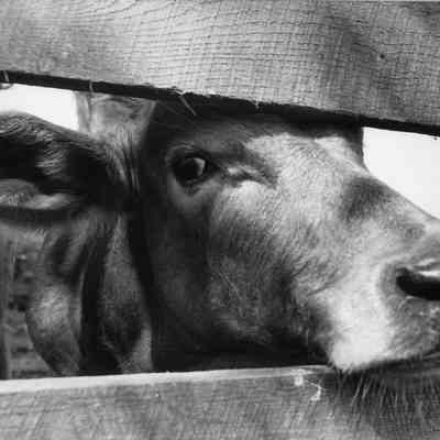 Moler's Crossroads cow, October, 1985