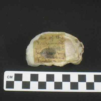 Oyster shell