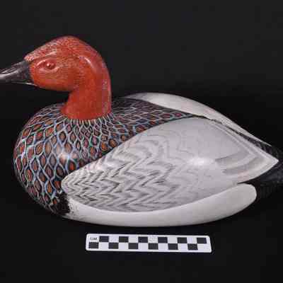 Canvasback duck decoy