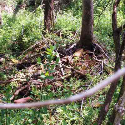 Ruins of Shannondale Springs