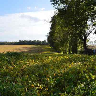 Area on the Myerstown-Rippon Road where the Myerstown Black School stood