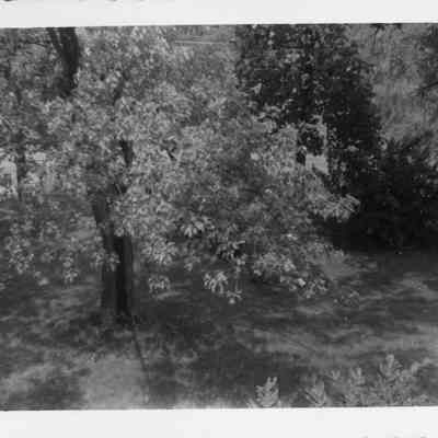 Skyline Drive picnic - June, 1951