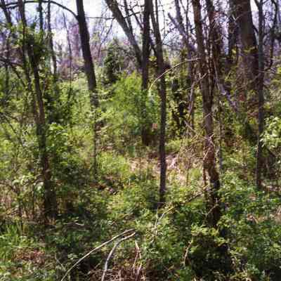Ruins of Shannondale Springs