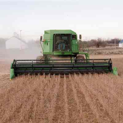 Combining soybeans in a field across from Altona