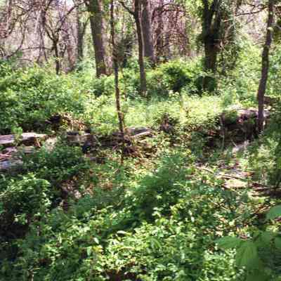 Ruins of Shannondale Springs