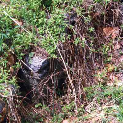 Ruins of Shannondale Springs