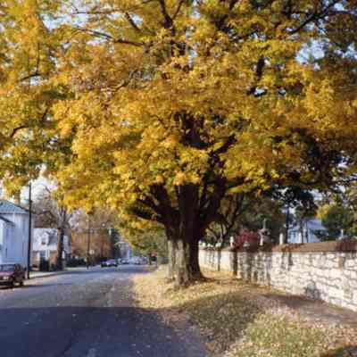 South Mildred Street looking north