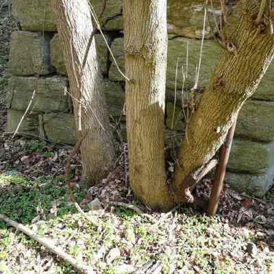 Shannondale Iron Furnace: Copyright: E. C. Field; Origformat: Other