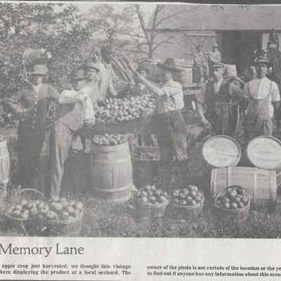 Apple harvest, location and date unknown
