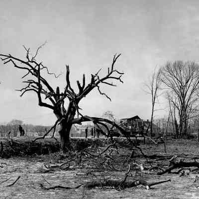 Halltown dynamite truck explosion - tree wrecked by explosion