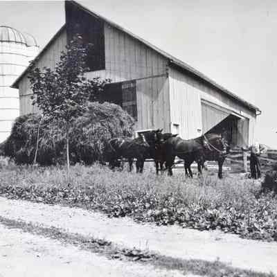 Horses at Barn on Gap View Farm