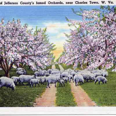 Orchard Scene