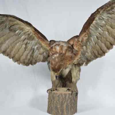 Mounted red-tail hawk