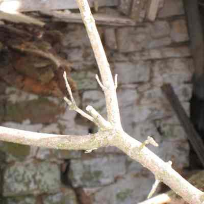 Foundation of log cabin (IMG3937010)