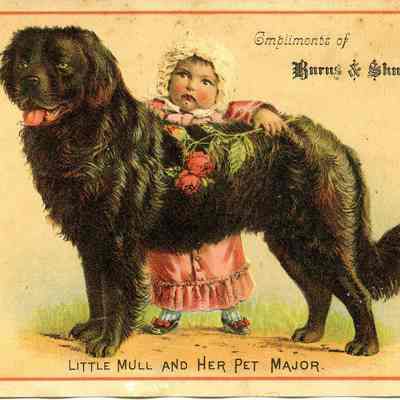 Burns & Shugert advertising card