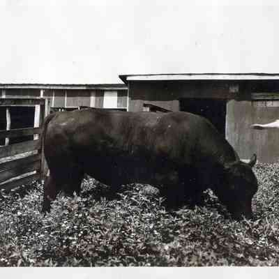 Bull on Gap View Farm