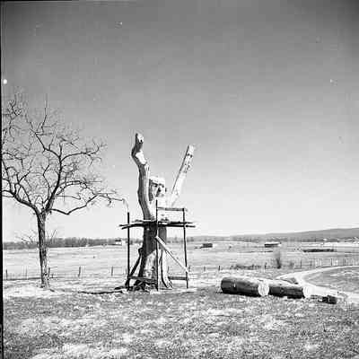 Ripon Lodge tree statue: Origformat: Other