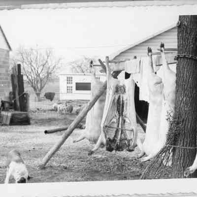 butchering day at the James Milton farm - Thanksgiving Day, 1951
