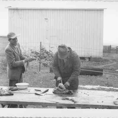 butchering day at the James Milton farm - Thanksgiving Day, 1951