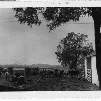 barnyard of Calarama Farm (w/ chickens & Hereford cattle) - 1954