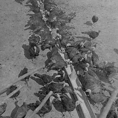 Turkeys at feeder at Tackley Farm in Bardane (IMG3898001)