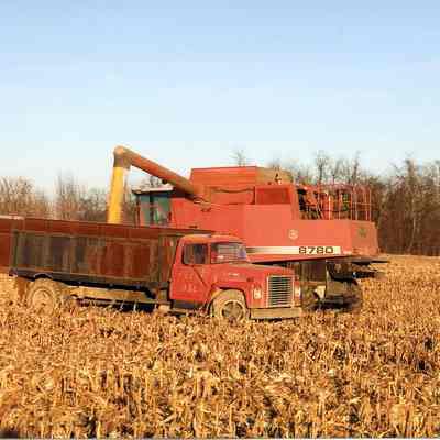 Combining corn in field that is part of Byrd Orchard