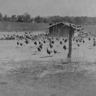 Turkeys around turkey coop at Tackley Farm in Bardane