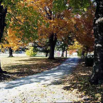 Harewood driveway
