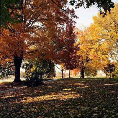 Harewood driveway