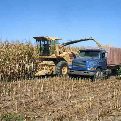 Chopping corn for ensilage at Blue Farm
