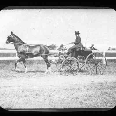Horse show horse and carriage