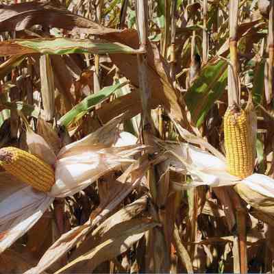 Chopping corn for ensilage at Blue Farm