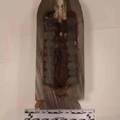 Half Parrott Shell