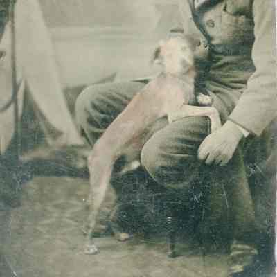 Pet dog