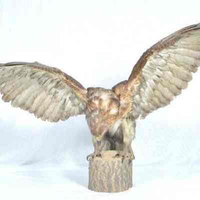 Mounted red-tail hawk