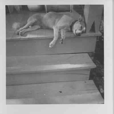 Trixie on back porch, June 28, 1959