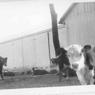 purebred Hereford cows at Calarama Farm