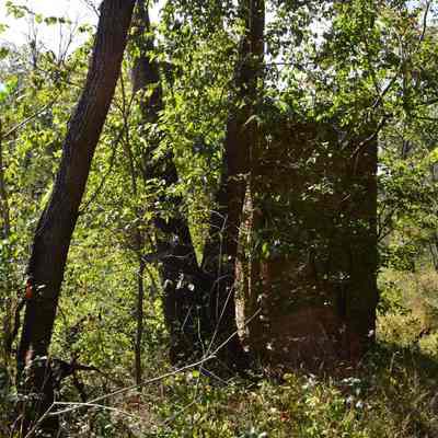Baney's Mill ruins