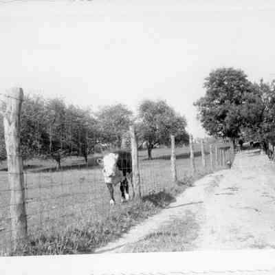 purebred Hereford cows at Calarama Farm