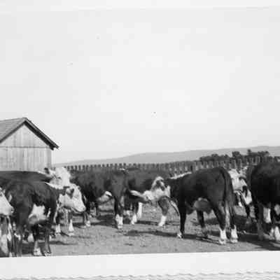 purebred Hereford cattle at Calarama Farm - 1952