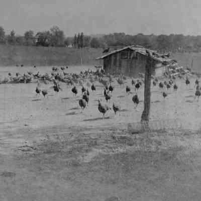 Turkeys at Tackley Farm in Bardane