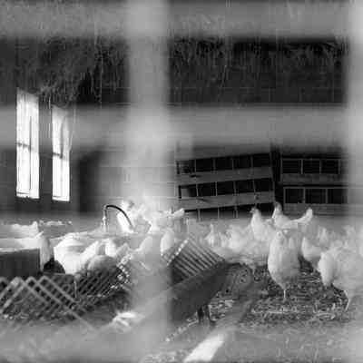 Nip Parkinson's Farm, November 1985