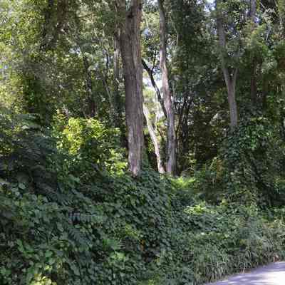 Site of Eagle Ave School