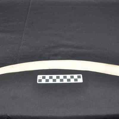 Ivory tusk, probably walrus